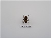 藏品(茶胡麻天牛)的圖片